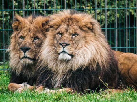 Lion African Blackpool Zoo