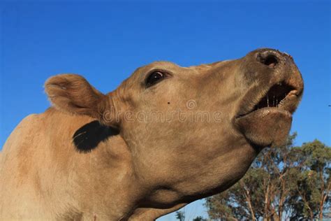 de koe gaat moo stock afbeelding image of grijs runder 37376767
