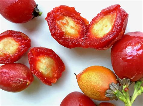 Fertilizing the plant plays a major role. Tropical Taste of Hawaii: The Peculiar Peanut Butter Fruit ...