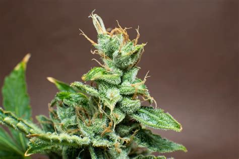 Frosted Flakes Weed Strain Information And Review Ctu