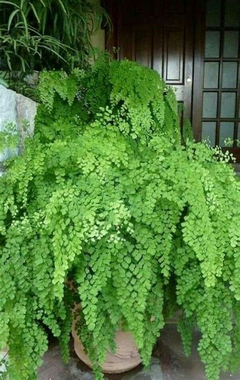Keep it in a room with average indoor temperatures from about 65 to 75 degrees. 50 Pet Safe Indoor Houseplants | Flowersandflowerthings ...