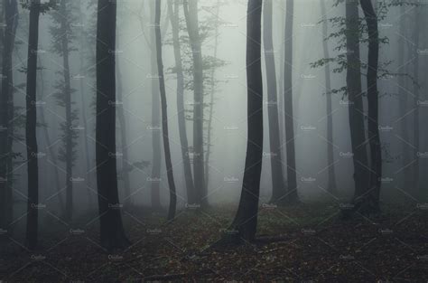 Mysterious Dark Foggy Forest Containing Dark Forest And Fog High