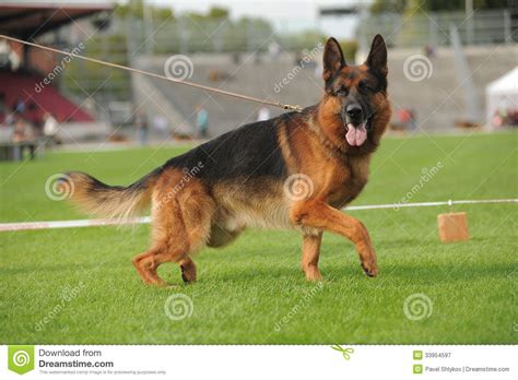German Shepherd Dog Running Royalty Free Stock Photography