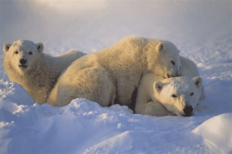 Ice Melting Is Making Polar Bears Thinner And Have Fewer Cubs