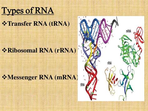 Structure Types And Function Of Rna