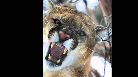 Mountain Lion Photography In Idaho Youtube