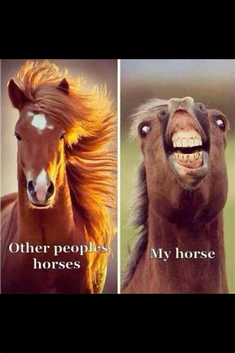 748 Best Horse Humor Images On Pinterest Horses Equestrian And