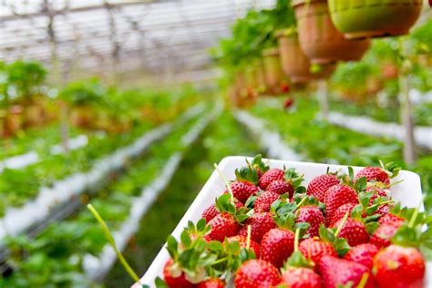 Growing Strawberries In Greenhouse In India Agri Farming