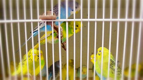 Budgie Parakeet Sounds Singing Flock In Pet Store Youtube