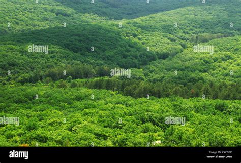 Aerial View Of A Green Mountain Forest Stock Photo Alamy
