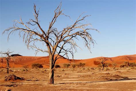 Kalaharidesertdrytree — Unforgettable Journeys