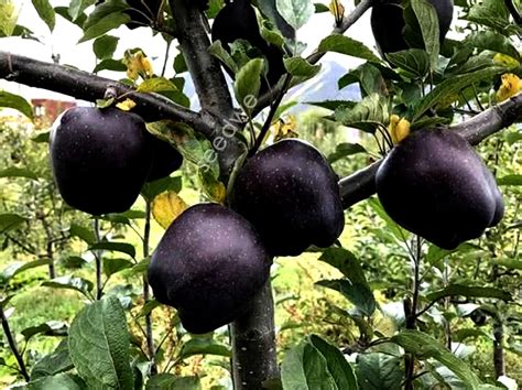Rare 15 Black Diamond Apple Seeds Heirloom Exotic Garden Fruit Etsy