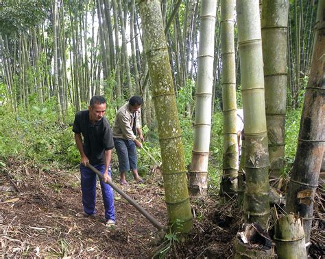 This bamboo species grows well in pots both indoors and outdoors. How to grow a bamboo industry - Agroforestry World