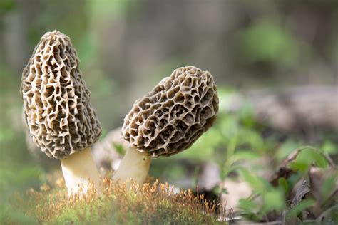 How To Grow Morel Mushrooms Plant Instructions