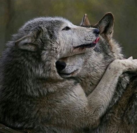 Animals Interacting With Each Other Shows How They Behave With Each