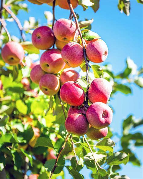 Pink Lady Apple Trees For Sale At Arbor Days Online Tree Nursery
