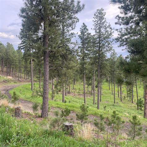 Calumet Rd Dispersed Camping | Keystone, SD