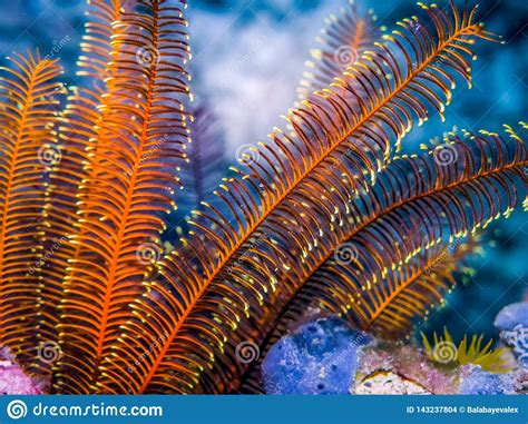 Underwater Crinoid Feather Star On Rocks Marin Life Of Coral Reef
