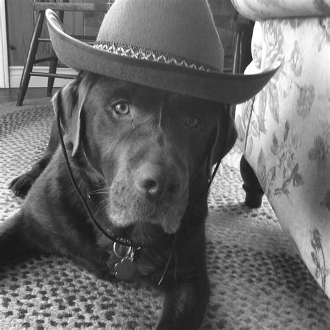 Puppy Cowboy 😄 Puppies Cute Animals Cowboy Hats