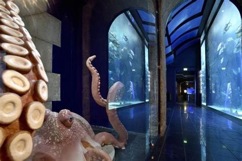 Aquarium Musée Océanographique De Monaco