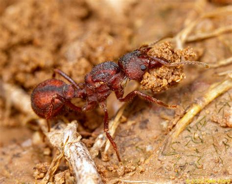 Acromyrmex Versicolor Desert Leafcutter Ant Colony Founding A Good Life