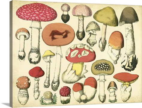Vintage Mushroom Chart Wall Art Canvas Prints Framed Prints Wall