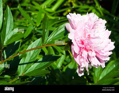 Pink Double Peony Flower Sarah Bernhardt Bloom In A Cheshire Garden