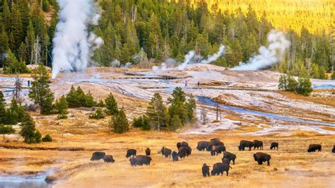 there are a million things to do in yellowstone national park indie campers