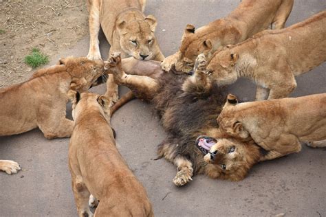 Fighting For A Powerful Man 6 Lionesses Bite Each Other Just To Satisfy Lust News