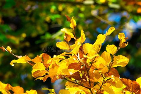 Autumn Leaves Yellow Leaves On A Beech Branch Stock Photo Image Of