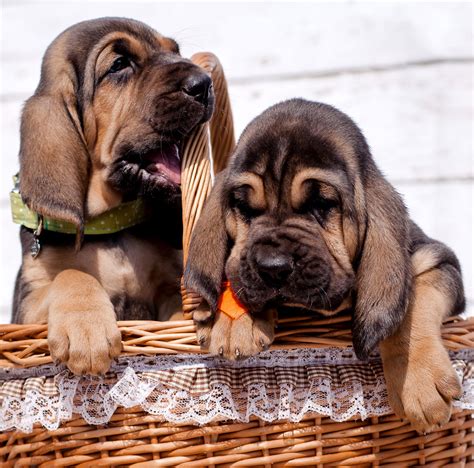Bloodhound Dog Breed Center Getting To Know Their Pros And Cons