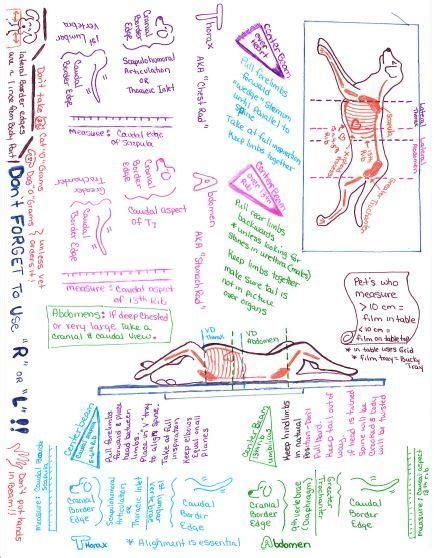 From A Different Point Of View Vet Tech Class Notes For Taking