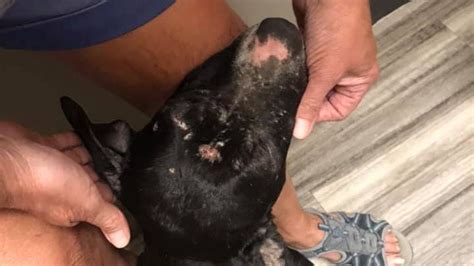 Pit Bull Found Burned Beaten Starved In Ecorse