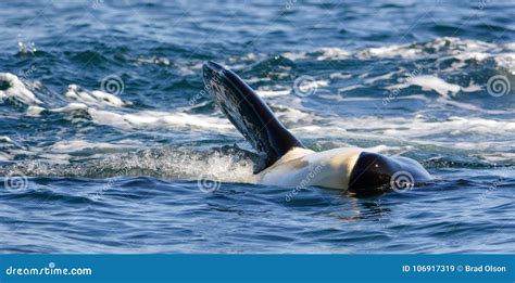 Close Up Of Killer Whale Orca Swimming And Playing In The Ocean Stock