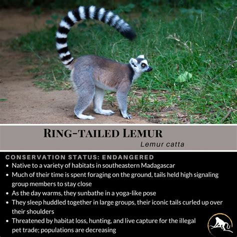 Ring Tailed Lemur Lemur Catta New England Primate Conservancy