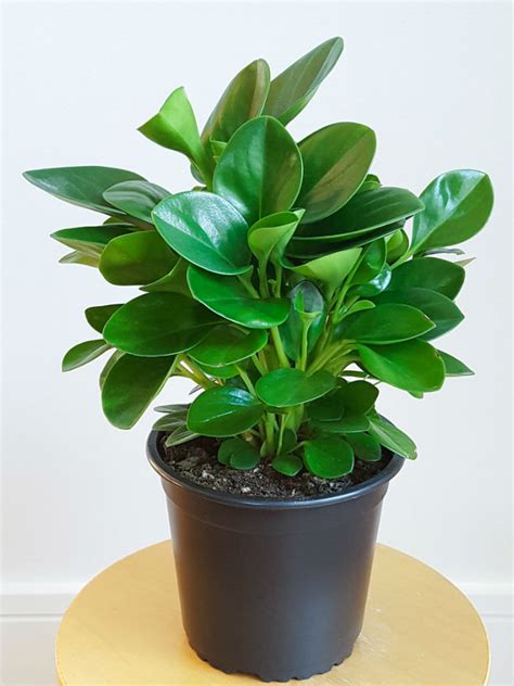 Peperomia Obtusifolia Baby Rubber Plant World Of Succulents