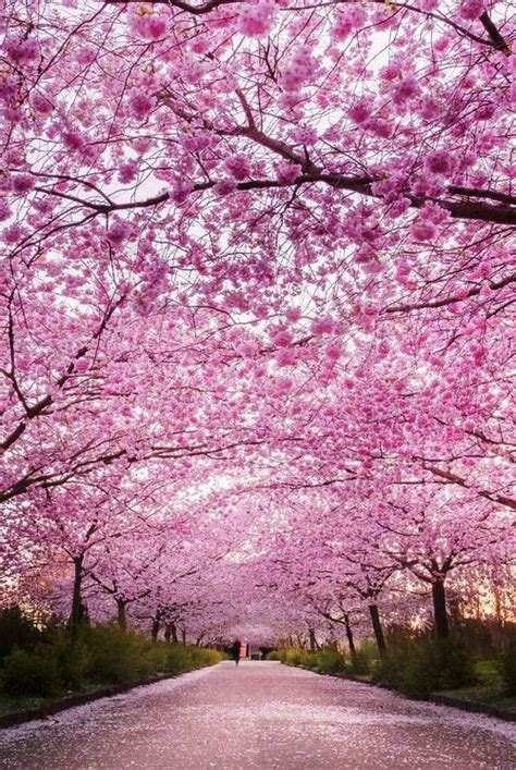 Pink Blossom Scenery Paisaje Japon Natural Fotografia