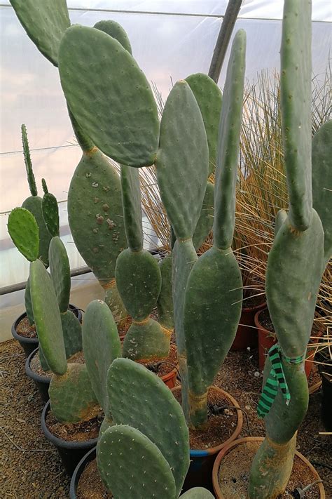 Opuntia Titania Spineless Cacti Prickly Pear Thepalmtreecompany