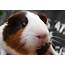 HD Wallpapers Guinea Pig