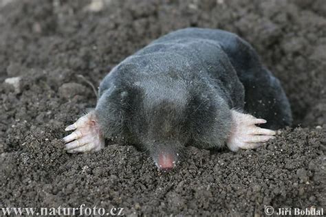 They do not occur in southernmost parts of europe, including greece, portugal, and italy. Krtek obecný - Talpa europaea - PŘÍRODA.cz