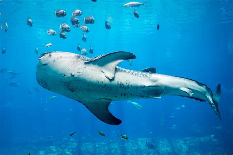 Shark Whale Shark Underwater Sea Life Fish Wallpaper