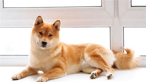 Lista De Las Mejores Razas De Perros Japoneses