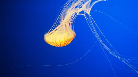 Free Images Sea Water Ocean Animal Underwater Swim Biology