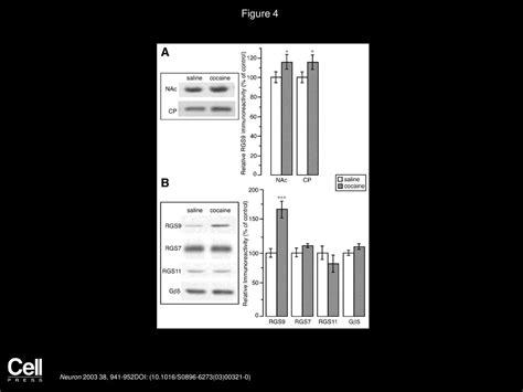 Rgs9 Modulates Dopamine Signaling In The Basal Ganglia Ppt Download