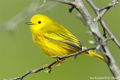 Spring Warblers Birding Tips And Techniquesdonna L Long