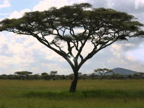Природные зоны африки саванны растения