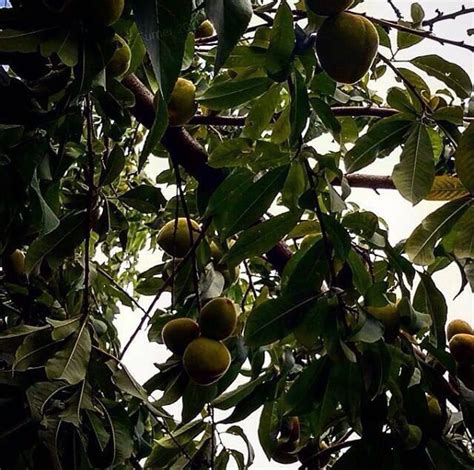 Pastoral scene of the gallant south, the bulging eyes and the twisted mouth, scent of magnolias, sweet and fresh, then the sudden smell. Pin on HISTORY