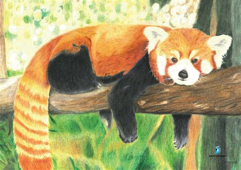Colour Pencil Drawing Red Panda Virily