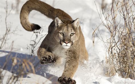 Top 48 Imagen Imagenes De Pumas Para Fondo De Pantalla Vn