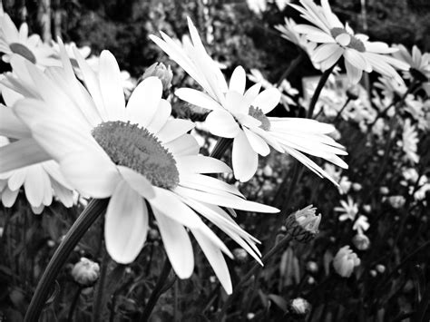 무료 이미지 검정색과 흰색 화이트 사진술 꽃잎 여름 꽃 무늬의 봄 자연스러운 신선한 식물학 검은 정원